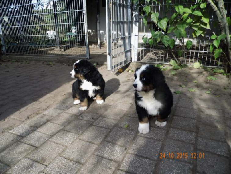 Rechts Elvis und links Eros.